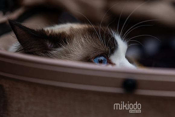 mikiodo260412_2115_LR