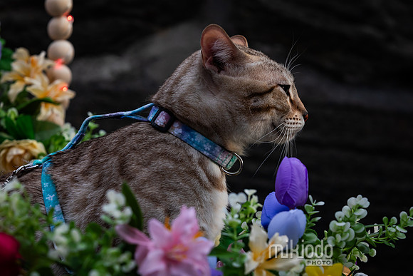 mikiodo260412_2129_LR