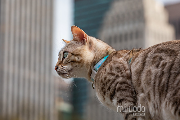 mikiodo260412_2138_LR