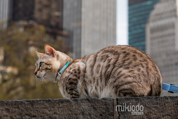 mikiodo260412_2144_LR