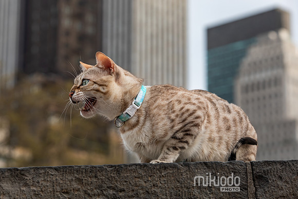 mikiodo260412_2152_LR