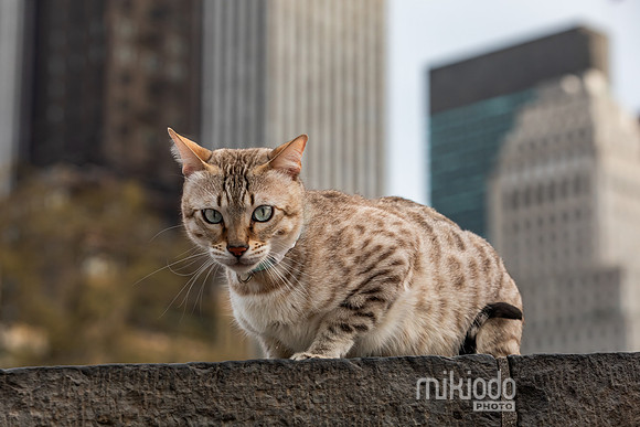mikiodo260412_2153_LR