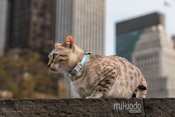 mikiodo260412_2155_LR