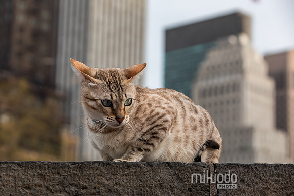 mikiodo260412_2156_LR