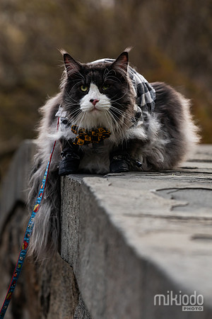 mikiodo260412_2175_LR