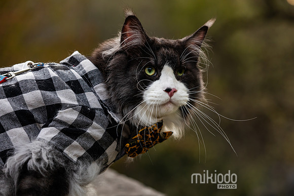 mikiodo260412_2178_LR