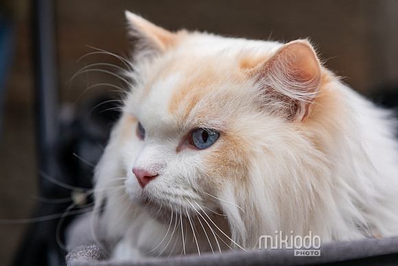 mikiodo260412_2182_LR