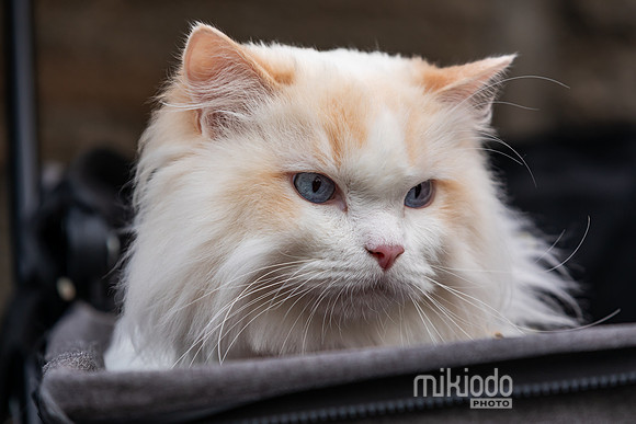 mikiodo260412_2184_LR