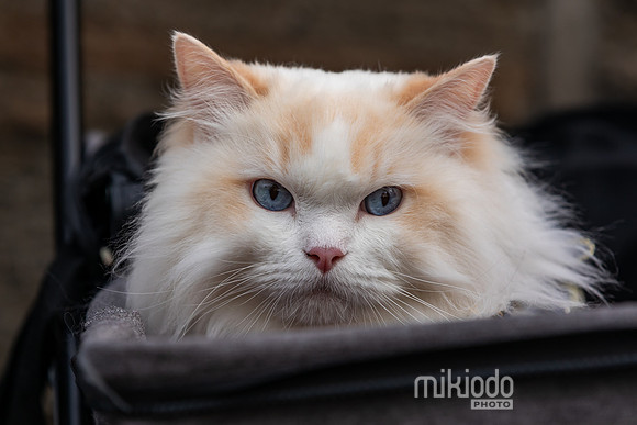 mikiodo260412_2186_LR