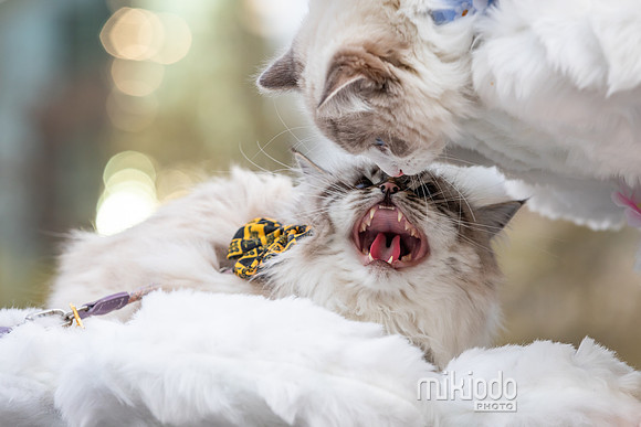 mikiodo260412_2192_LR