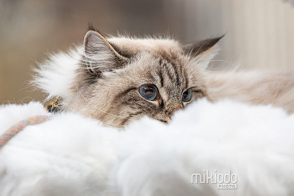 mikiodo260412_2196_LR