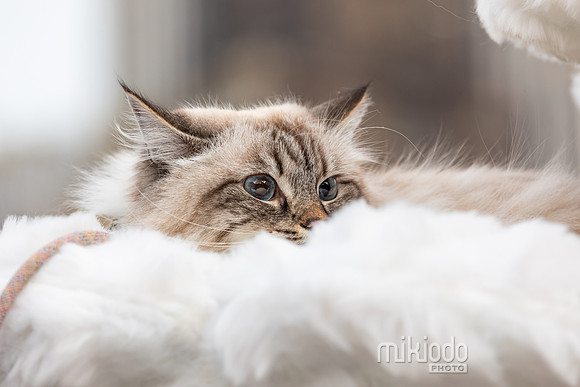 mikiodo260412_2197_LR