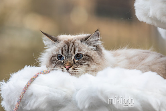 mikiodo260412_2198_LR