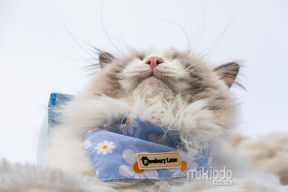 mikiodo260412_2222_LR