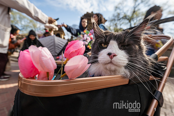 mikiodo260412_08450_LR