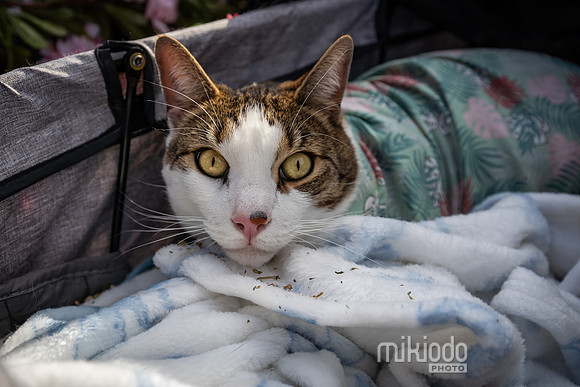 mikiodo260412_08456_LR