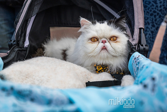 mikiodo260412_08470_LR