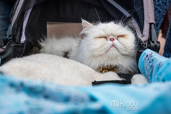 mikiodo260412_08471_LR