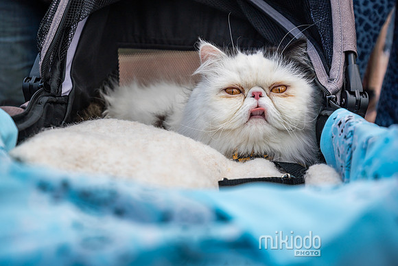 mikiodo260412_08472_LR