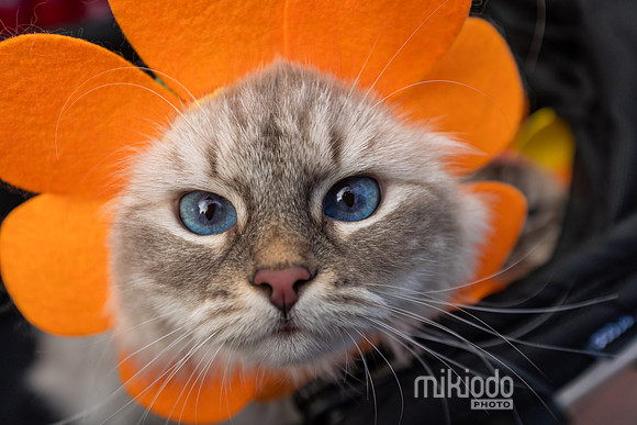 mikiodo260412_08483_LR