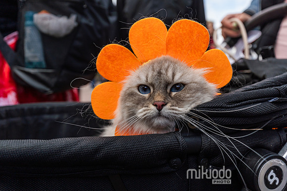 mikiodo260412_08493_LR