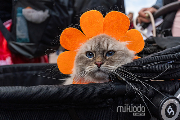 mikiodo260412_08494_LR
