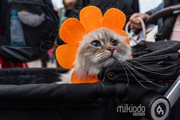mikiodo260412_08495_LR