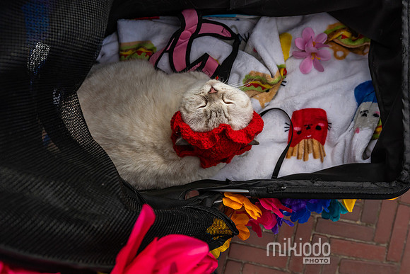 mikiodo260412_08542_LR