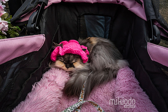 mikiodo260412_08701_LR