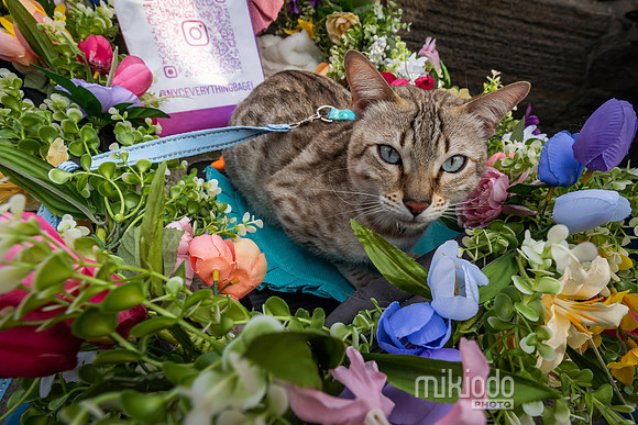 mikiodo260412_08721_LR