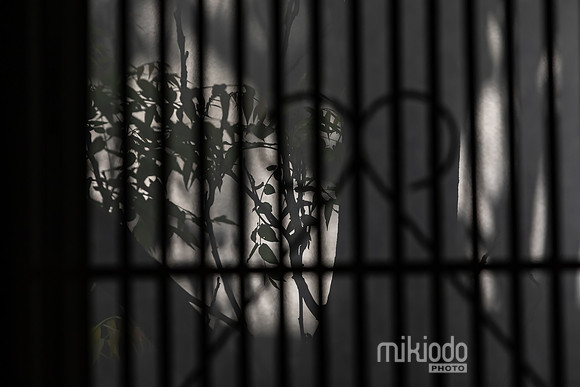 mikiodo260516_5929_LR