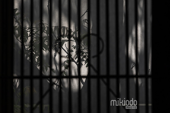 mikiodo260516_5931_LR