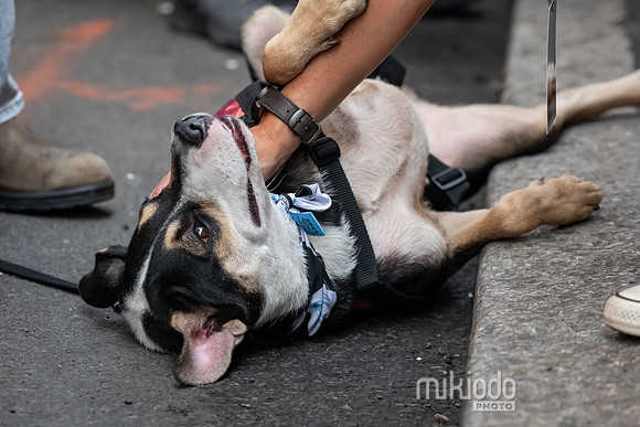 mikiodo260711_4723_LR