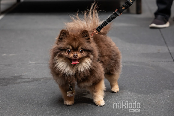 mikiodo260711_4778_LR