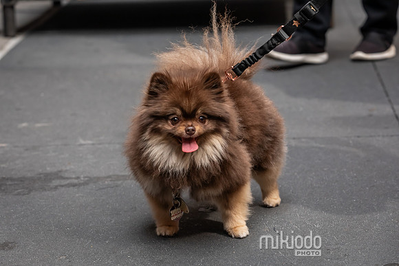 mikiodo260711_4779_LR