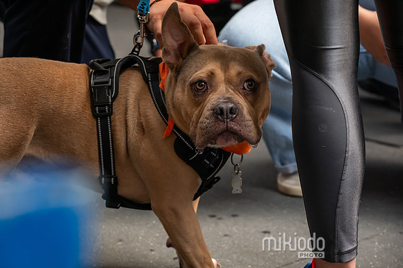 mikiodo260711_4821_LR