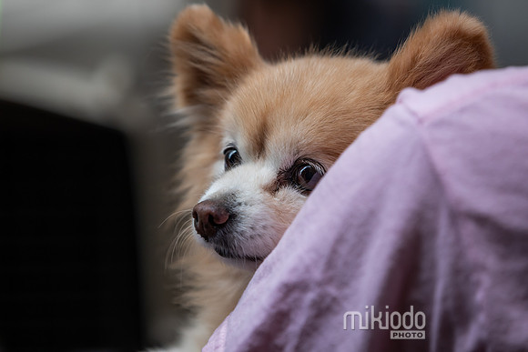 mikiodo260711_4912_LR