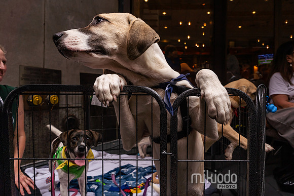 mikiodo260711_7514_LR