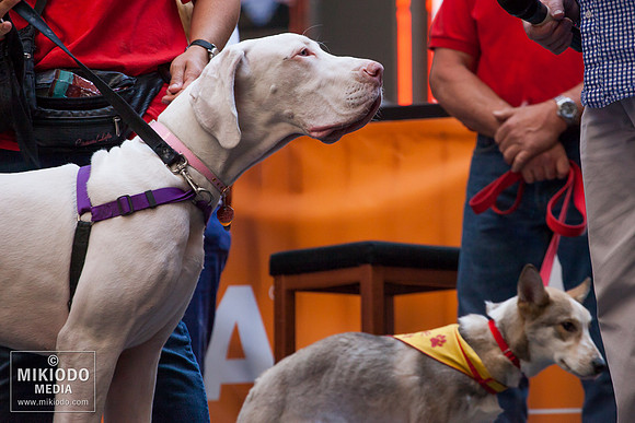 Broadway Barks 2014