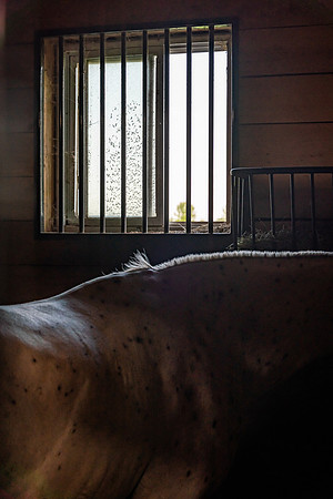 mikiodo260814_00375_MR