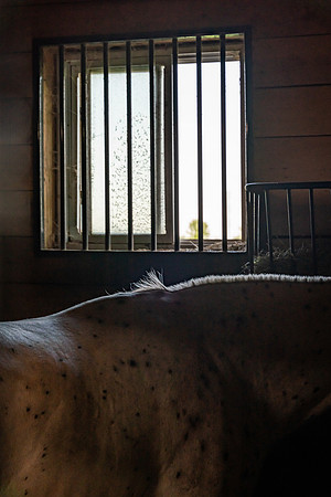 mikiodo260814_00376_MR