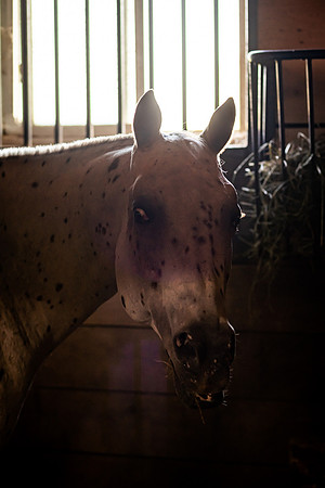 mikiodo260814_00450_MR