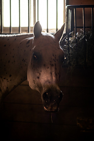 mikiodo260814_00455_MR