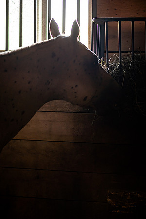 mikiodo260814_00457_MR