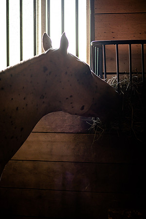 mikiodo260814_00461_MR