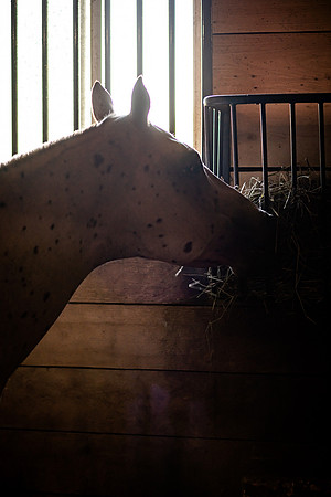 mikiodo260814_00462_MR