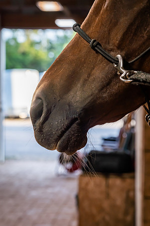 mikiodo260814_00842_MR