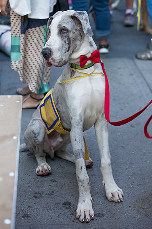 Broadway Barks 2014