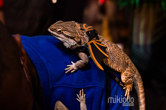 mikiodo241031_03895_LR
