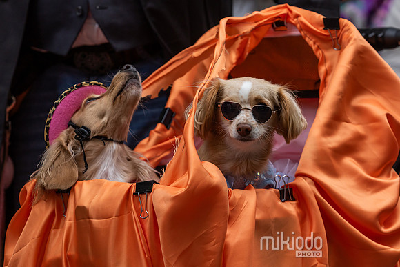 mikiodo261017_0267_LR